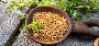 Fenugreek Seeds