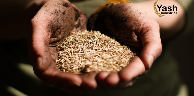 Cumin Seeds 