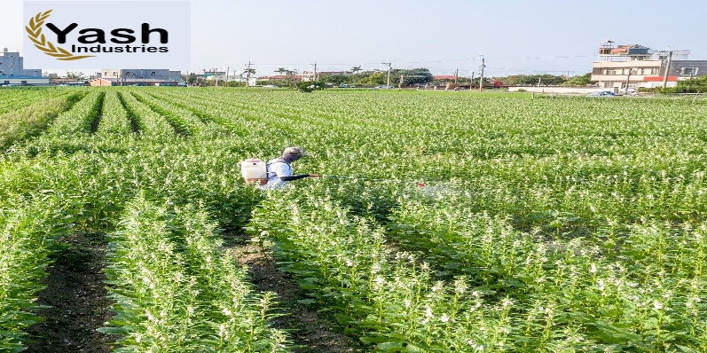 organic sesame seeds